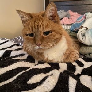 Meet your Posher, Abigail